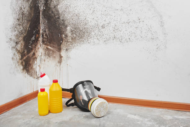 Best Emergency Mold Removal  in Shenandoah Heights, PA