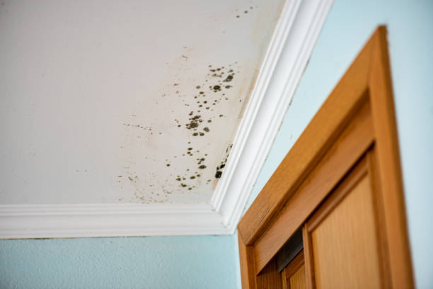 Best Best Mold Removal Companies  in Shenandoah Heights, PA