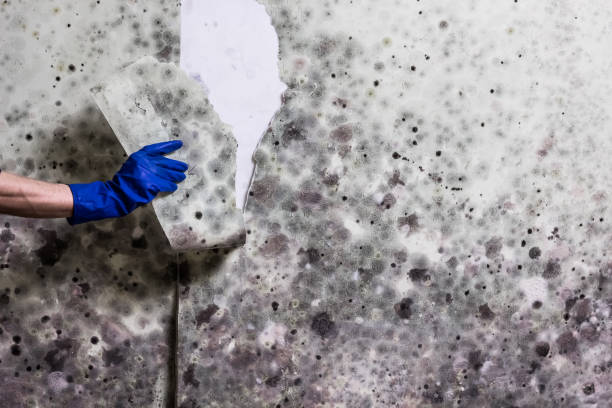 Best Mold Testing  in Shenandoah Heights, PA