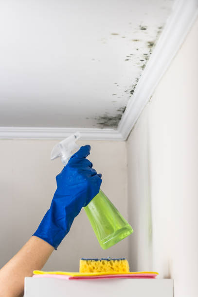 Best Certified Mold Removal  in Shenandoah Heights, PA