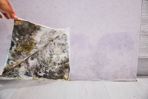 Best Office Mold Removal Services  in Shenandoah Heights, PA